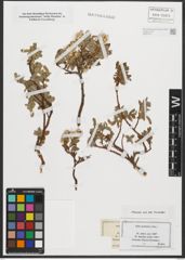 Foto von Salix pyrenaica Gouan